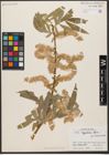 Foto von Salix zygostemon Boiss. & Hohen.